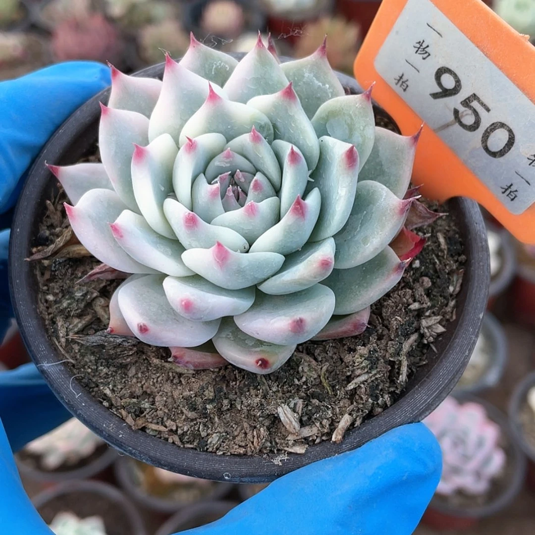 【闪购商品】不**四950号