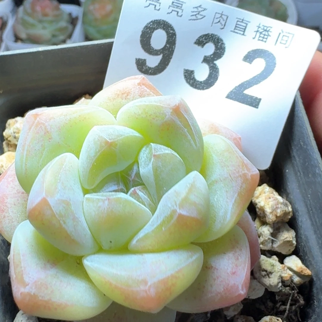 下播福利拍够包邮发货