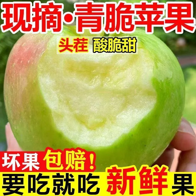 A新鲜陕西脆甜青苹果当季水果新鲜采摘产地直发