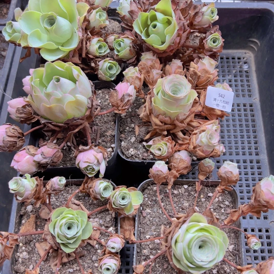 542 侧牙掉了不包损无售后