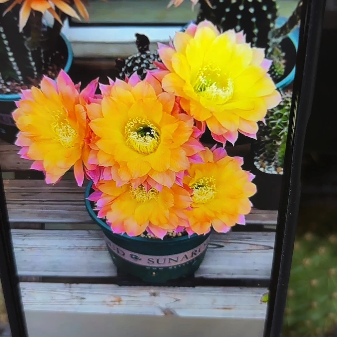 彩激流无根侧牙四公分55