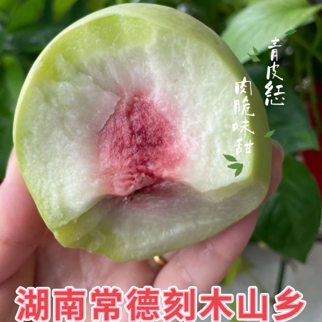 湖南常德刻木山中华脆蜜桃现摘现发！一口爆汁脆甜多汁，整箱包邮！
