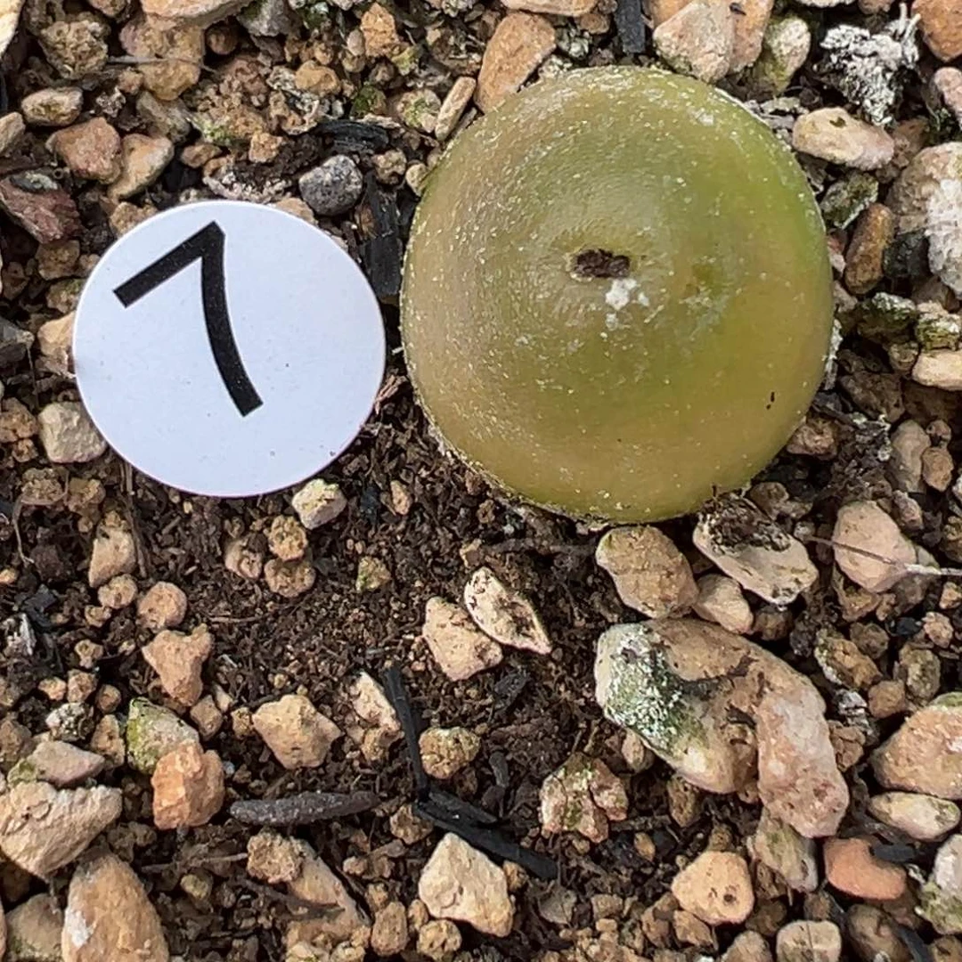 姬**君多肉植物1111111111111111