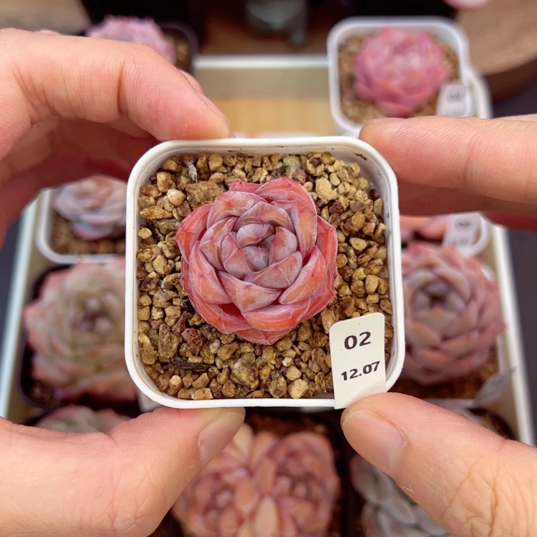 好好看02、哈哈哈哈哈