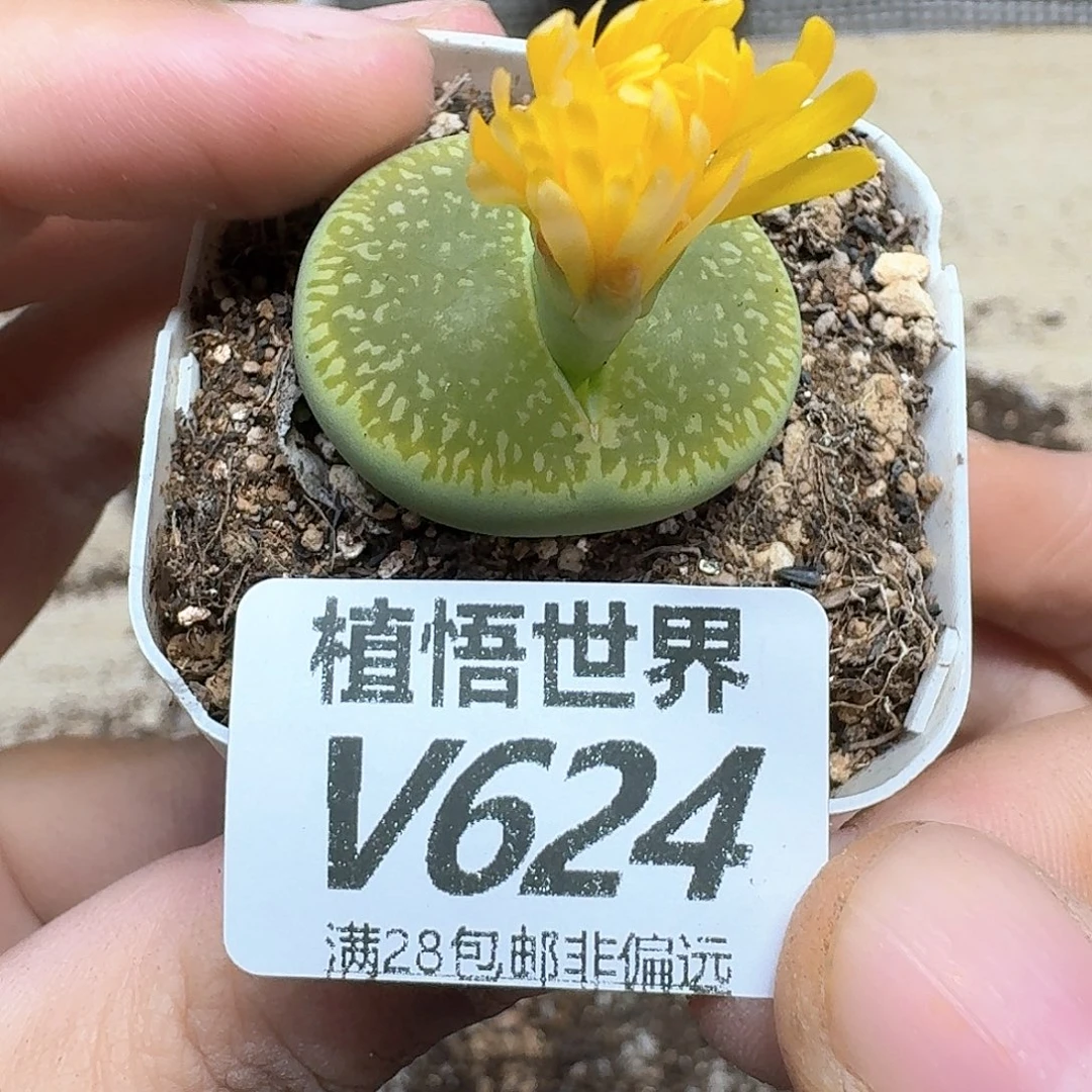 多肉植物的润泽fgh