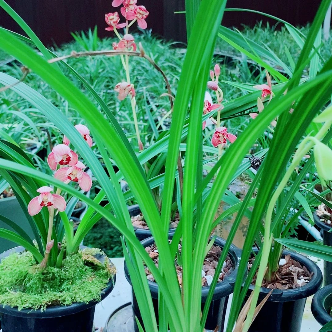 黄***先全部花苞一物一拍漂亮开花