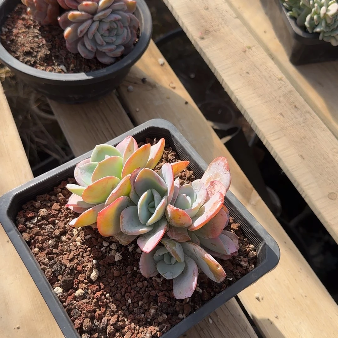 奶茶5头朵缀一物一拍