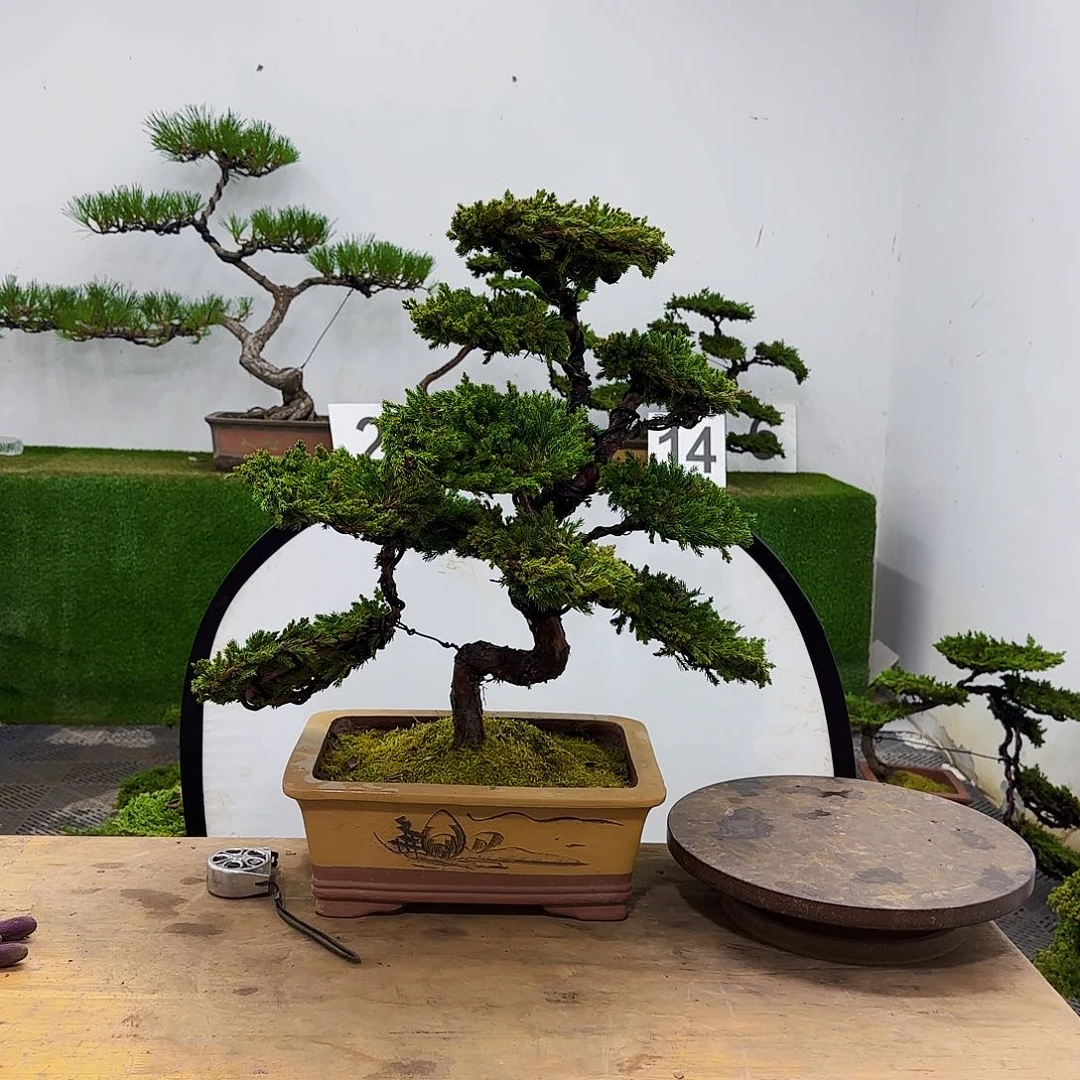 固****车盆景盆景盆景盆景