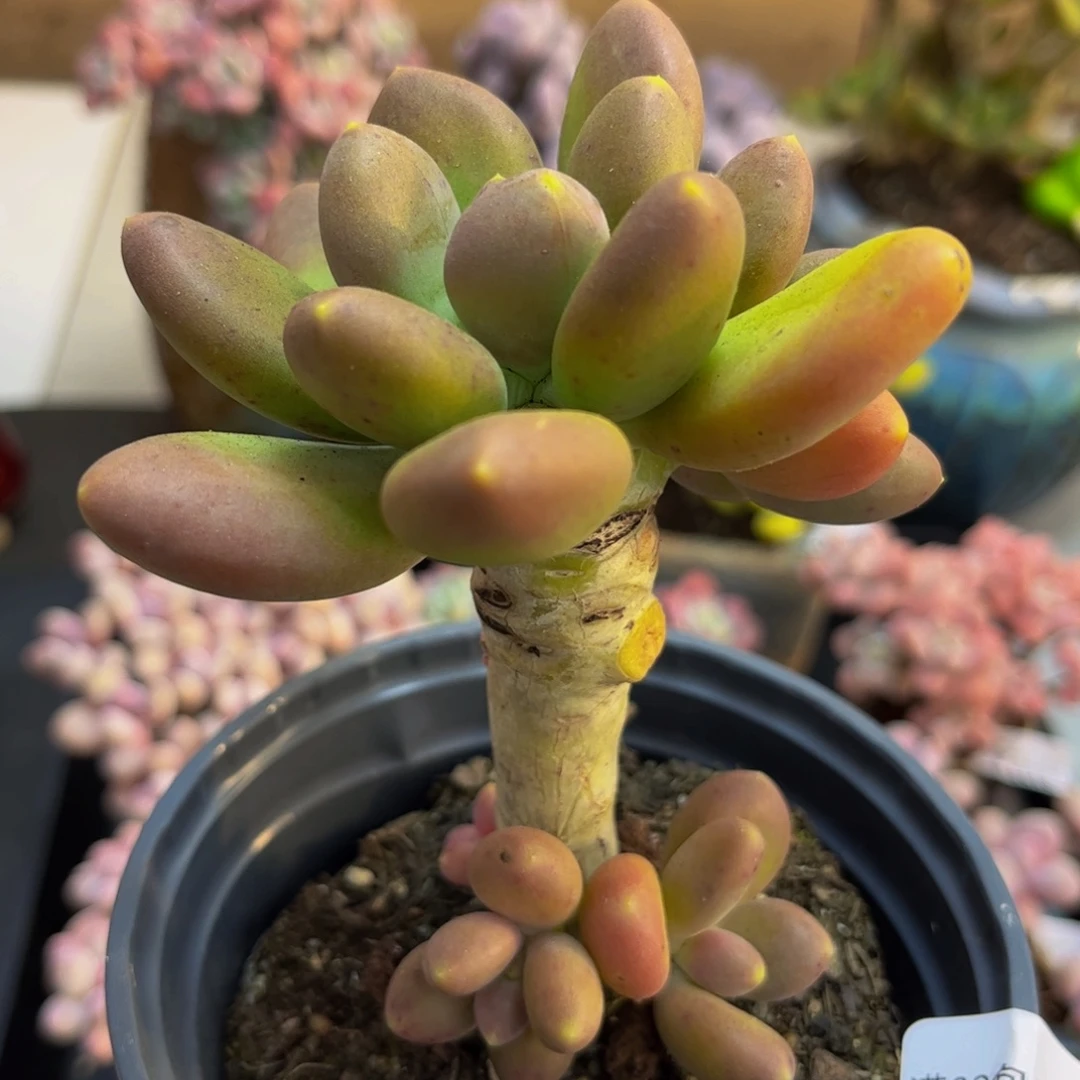 185/8cm芒果奶多肉植物