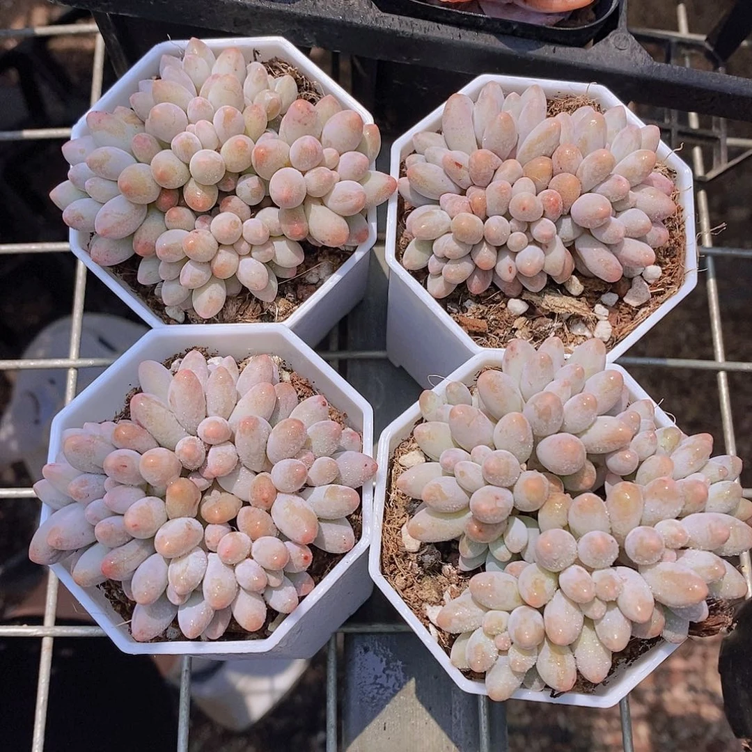 W- 白八角 婴儿手指群福利一颗 量拍