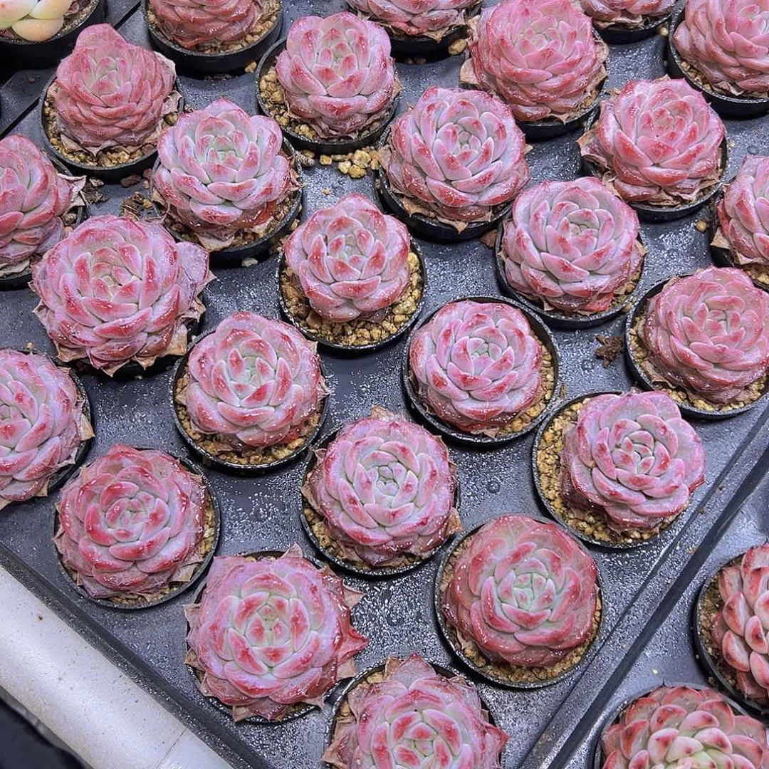 芙蓉琥珀19包邮多肉多肉