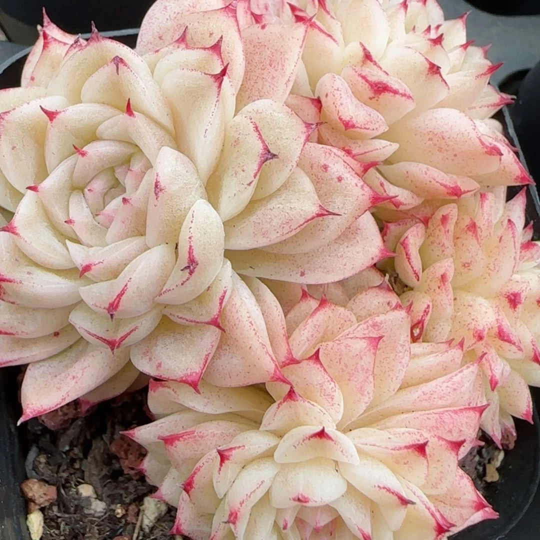 花语逸境0209-207小魔仙