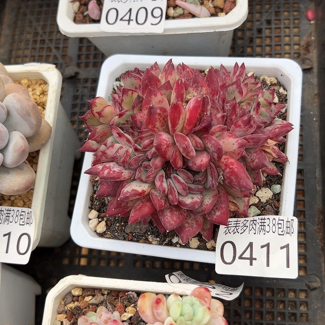 多肉一物一拍植物0411