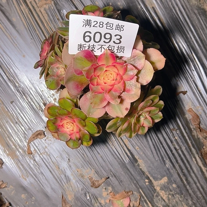 6093荔枝多肉植物