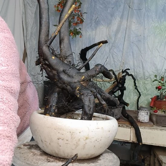 金***男无花朵一个一个一个一个一个