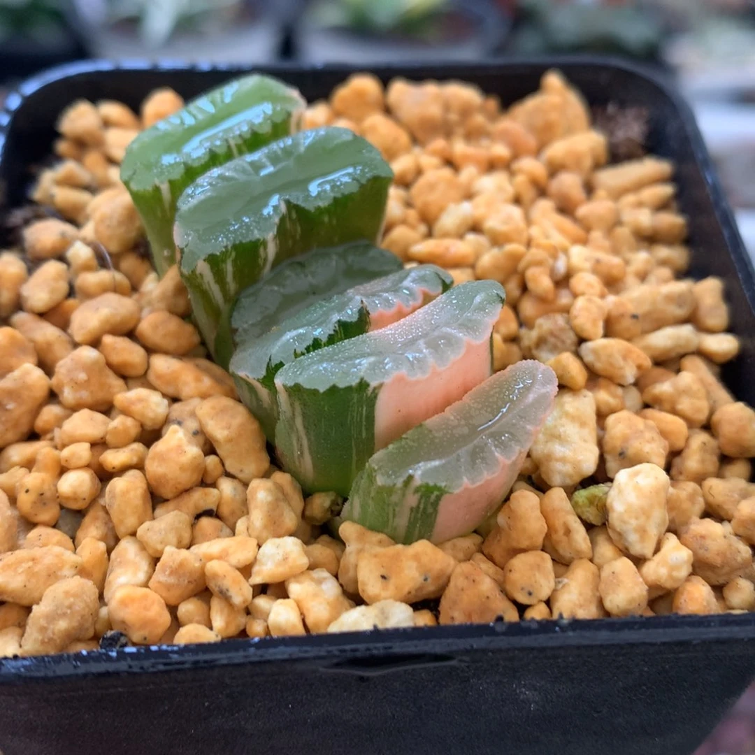 鬼岩城玉扇锦，带盆发货