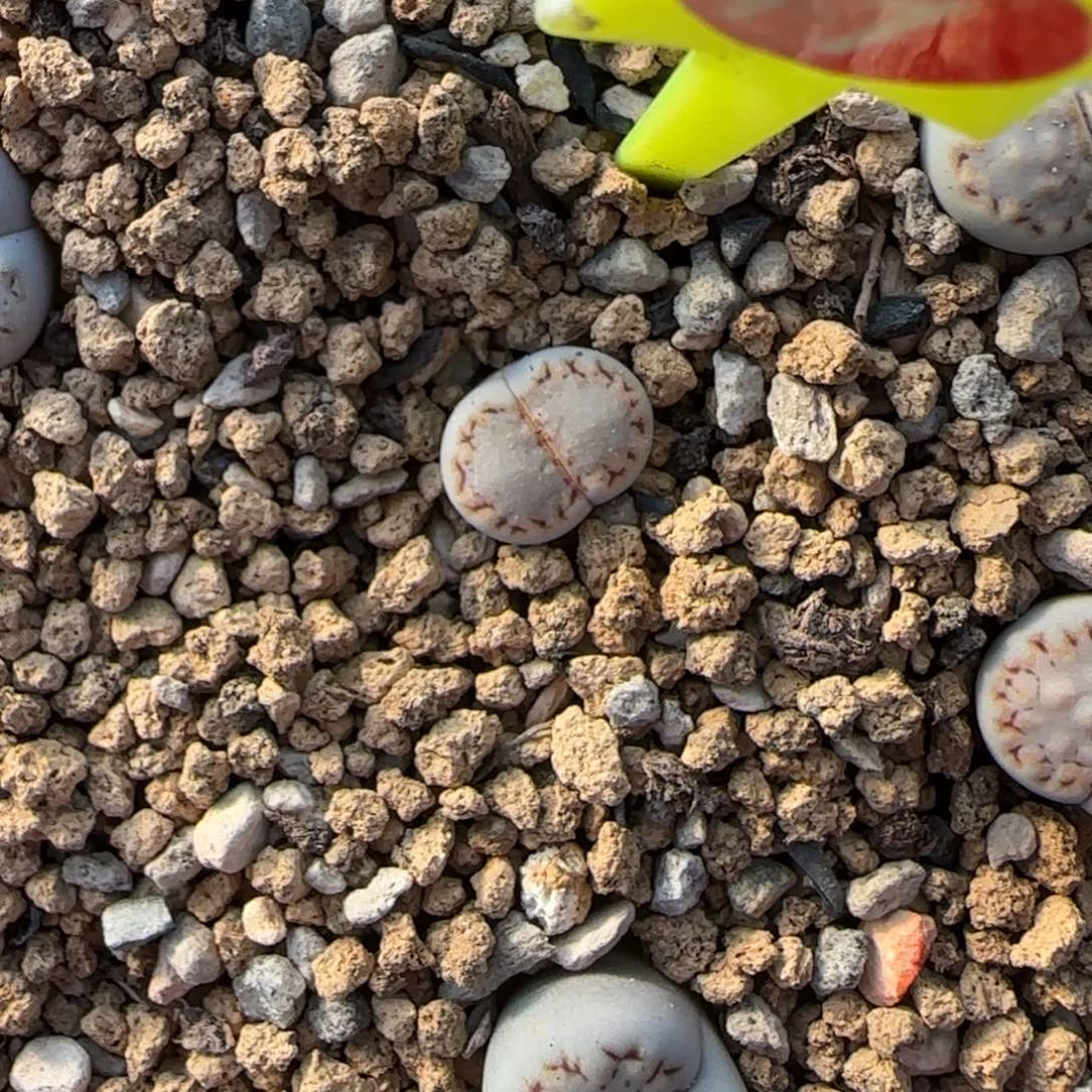 11饼干饼干可挑30包邮