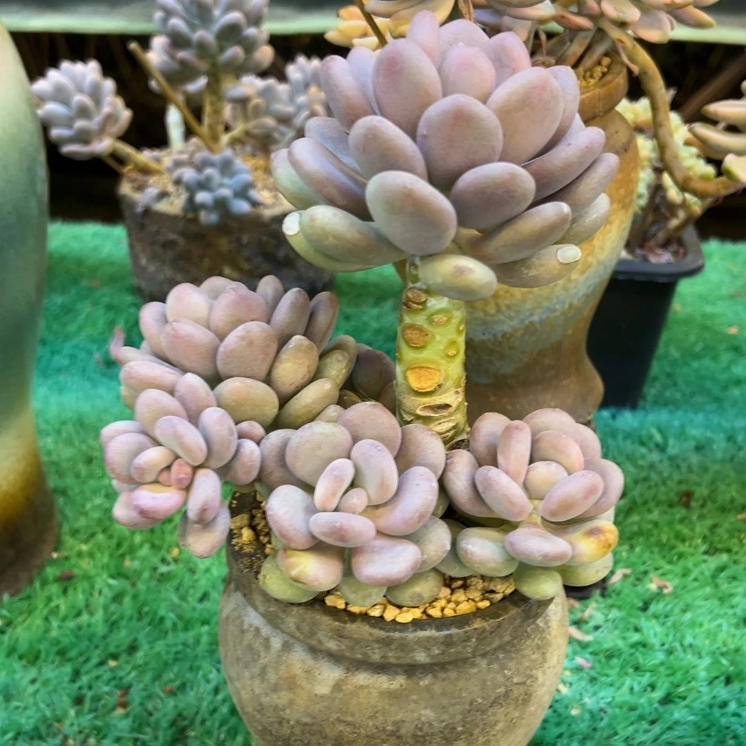 月美人，，，，，，，，，，，，，，