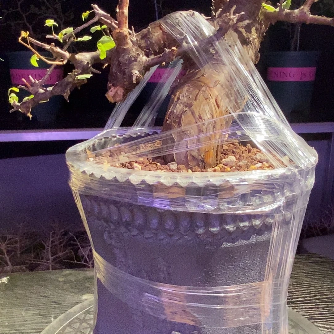 ～***抖勃然恩斯黑皮没药