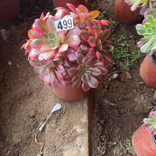 无花朵女妖499号不包断枝