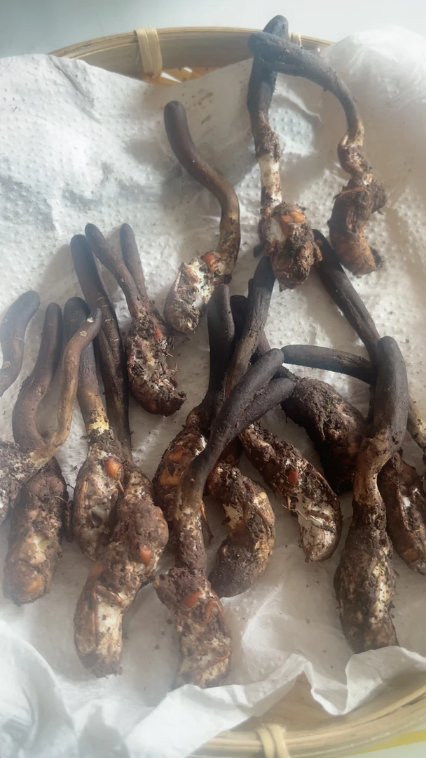 云南怒江深山竹林采挖 新鲜蝉 煲汤食材 可泡酒