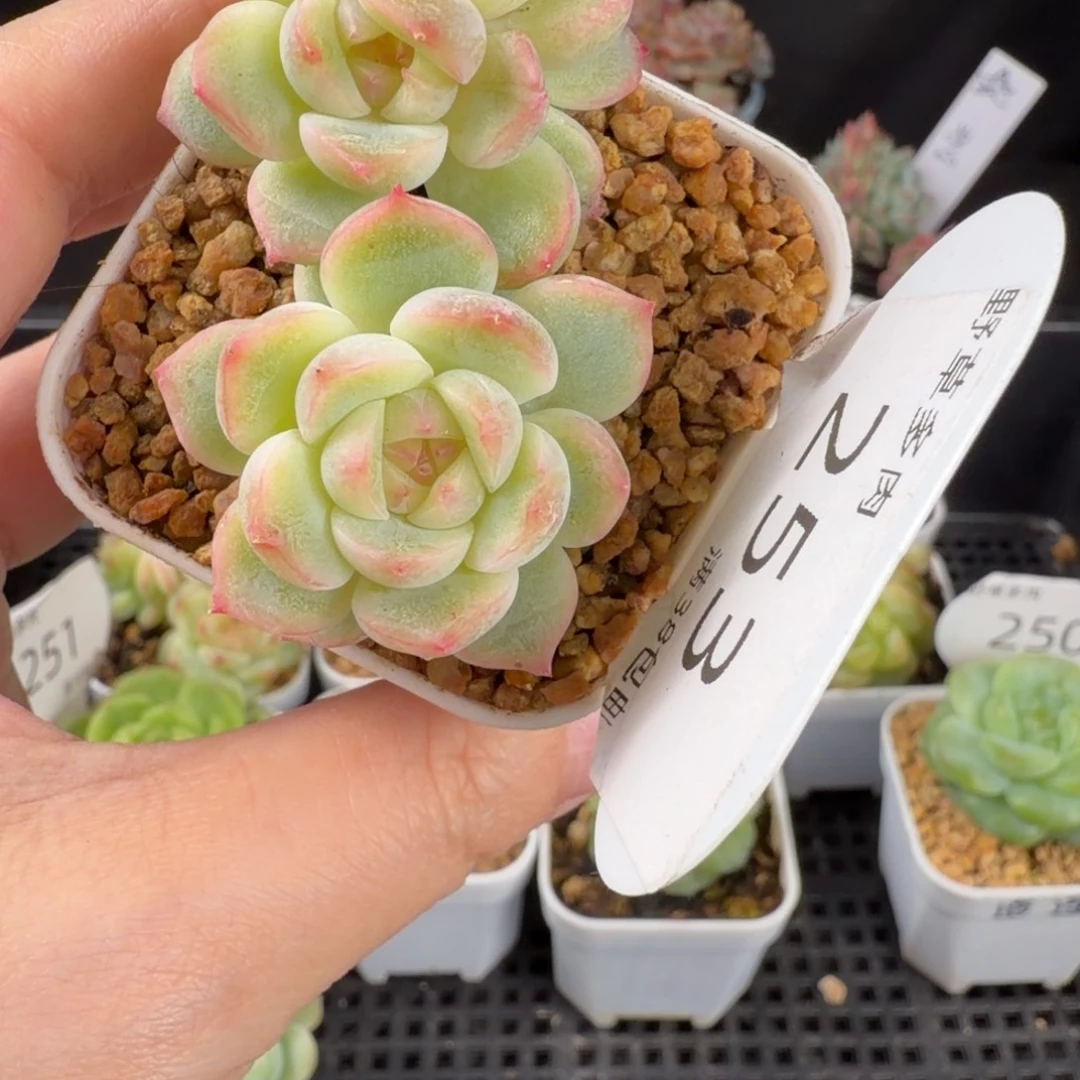 珍妮三头群253号一颗