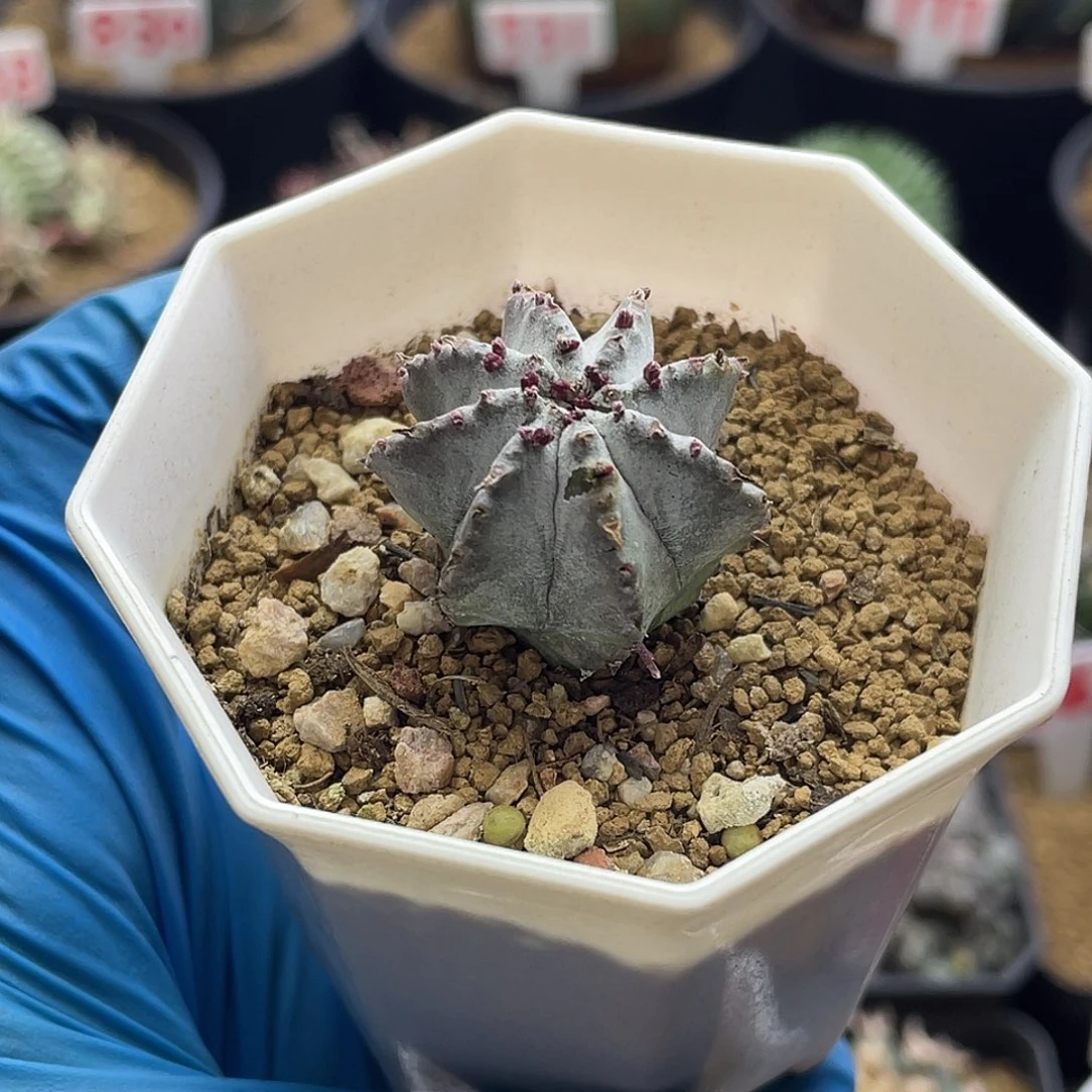 实生观赏白衣魁伟玉微瑕