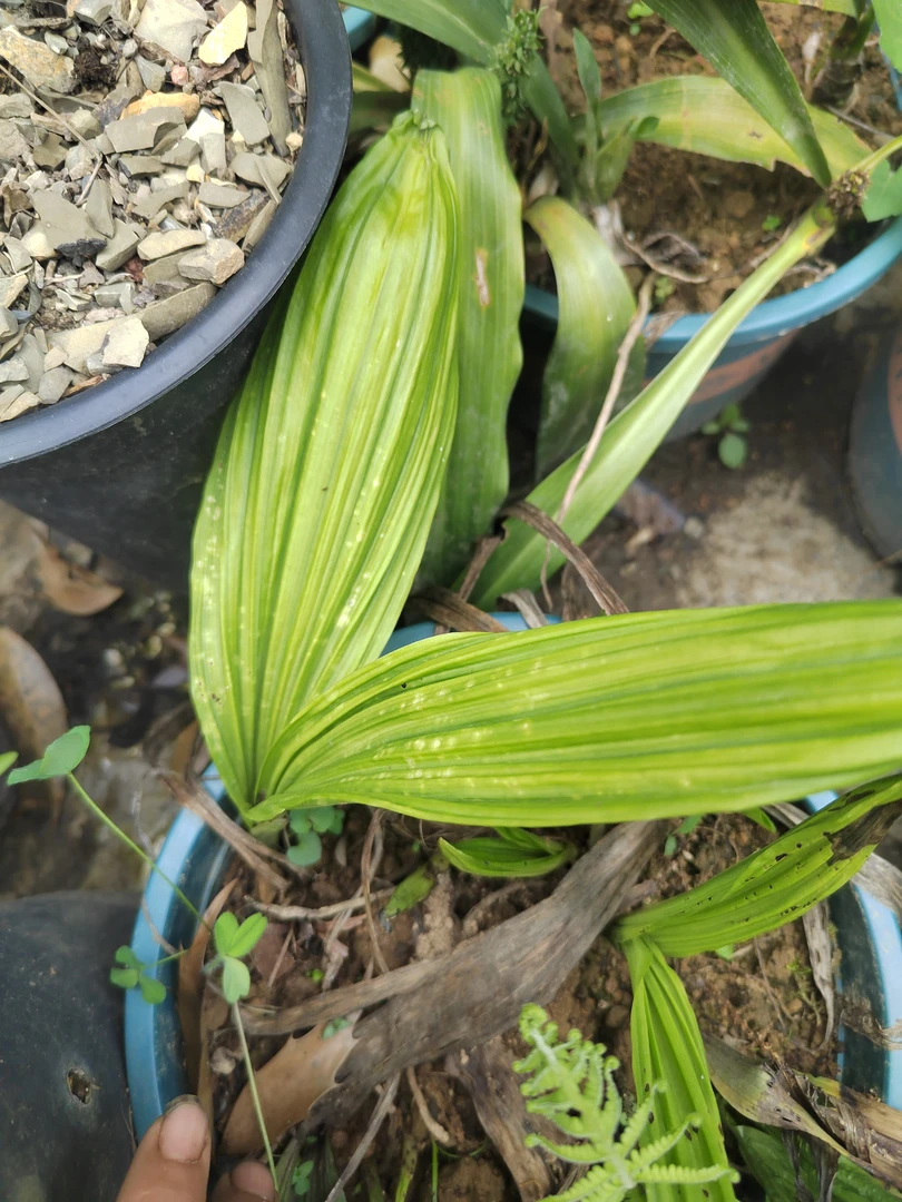 自然种植虾脊兰无花一棵