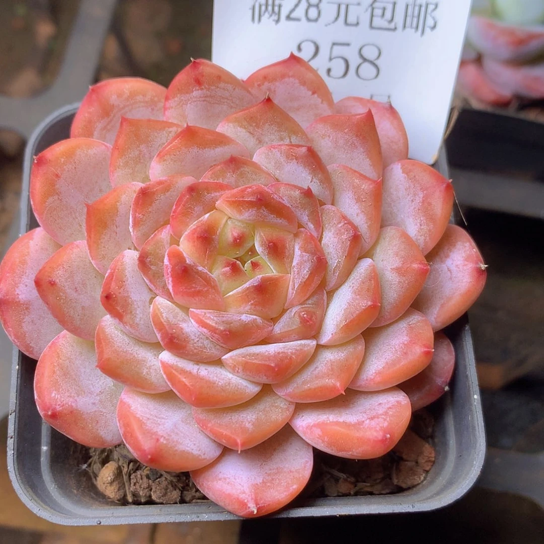 【闪购商品】云258号