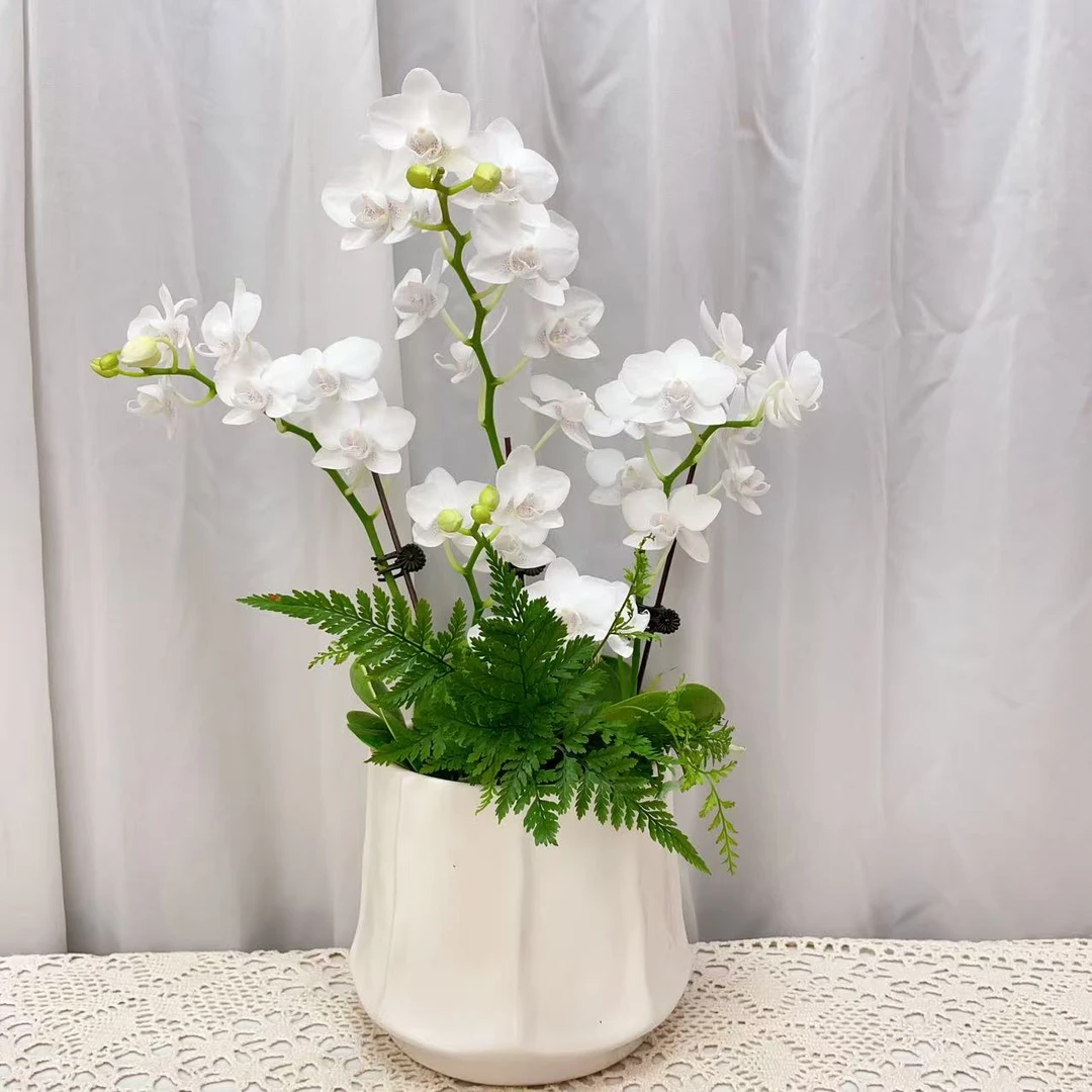 国华优选【音斯布鲁克】蝴蝶兰室内绿植花卉艺术组盆系列高级盆栽