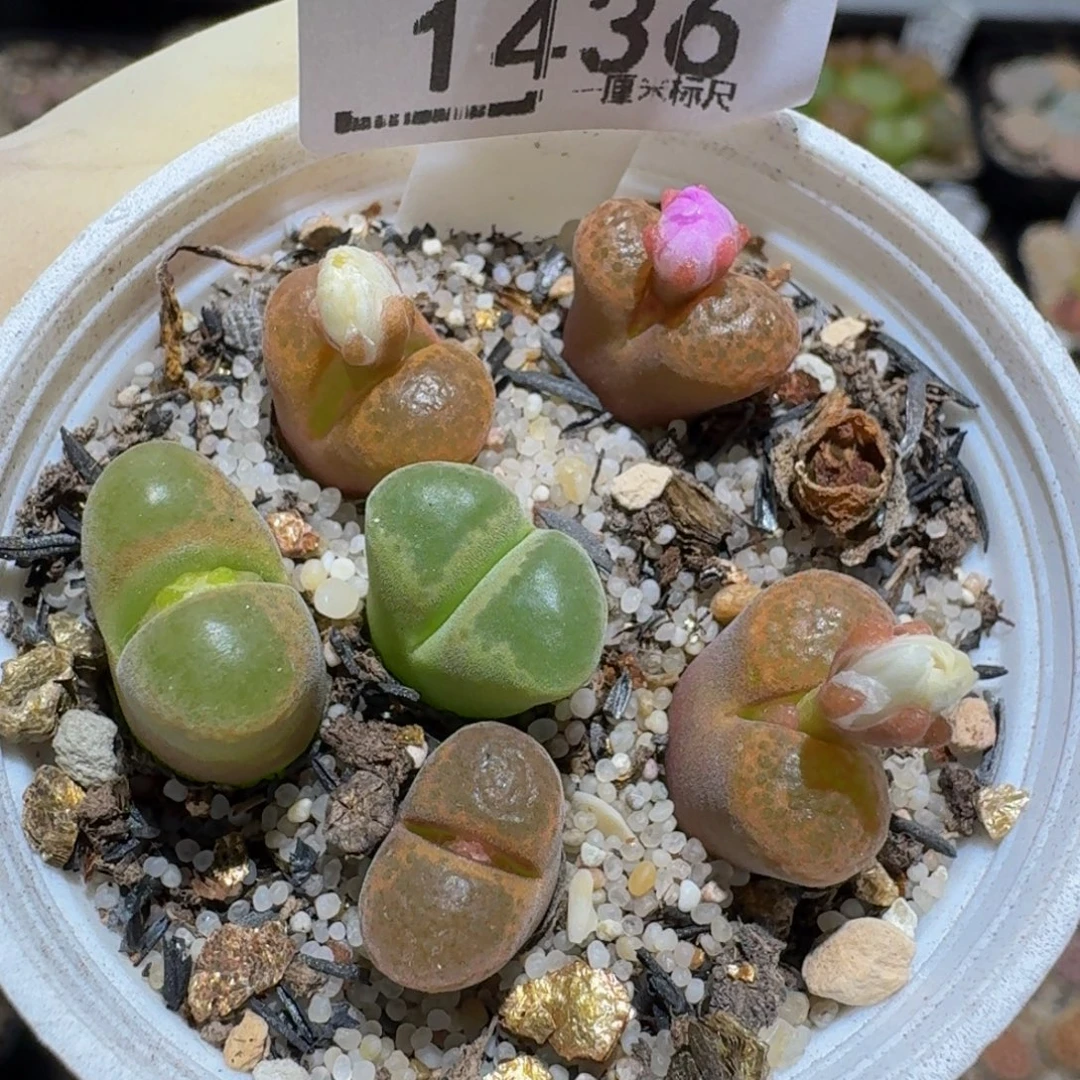 zzzz生石花肉锥1436