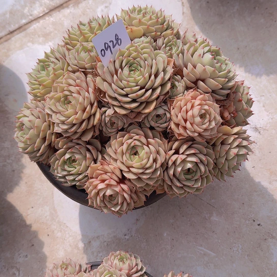 遇***肉0928本巴多肉植物