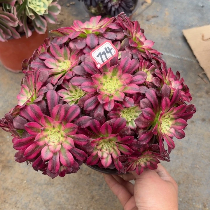 铜雀台有砍丛林朵774