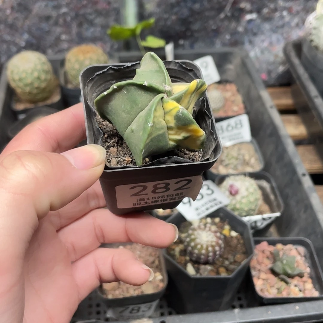 282五角锦（满18包邮）