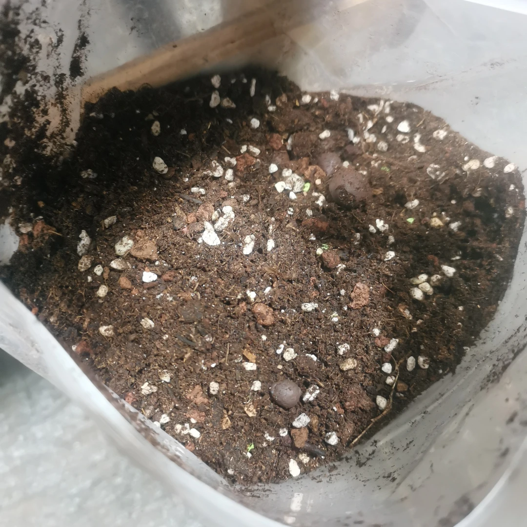 基地自配多肉专用颗粒营养土