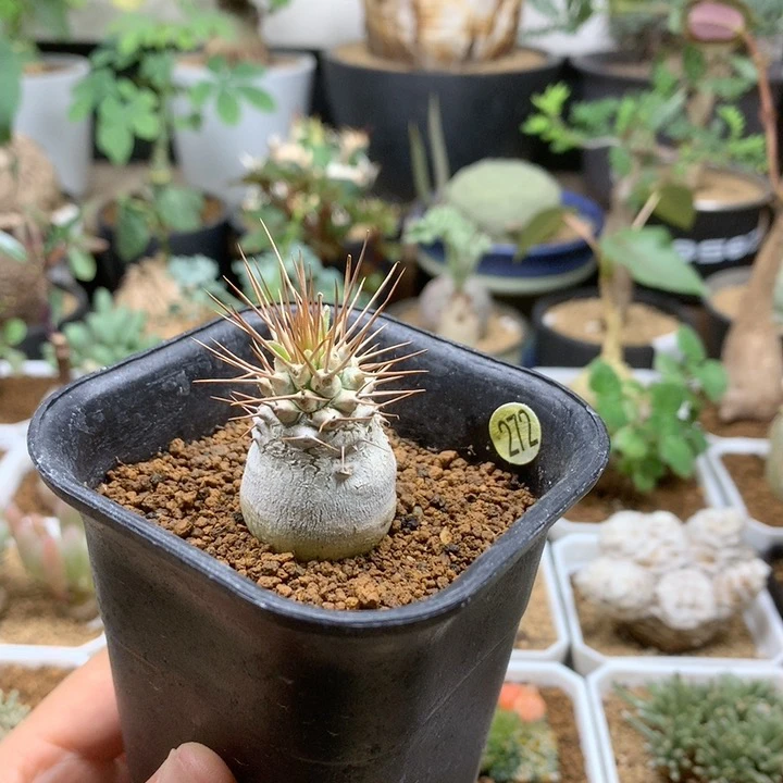 实生光堂棒槌2.4cm带盆