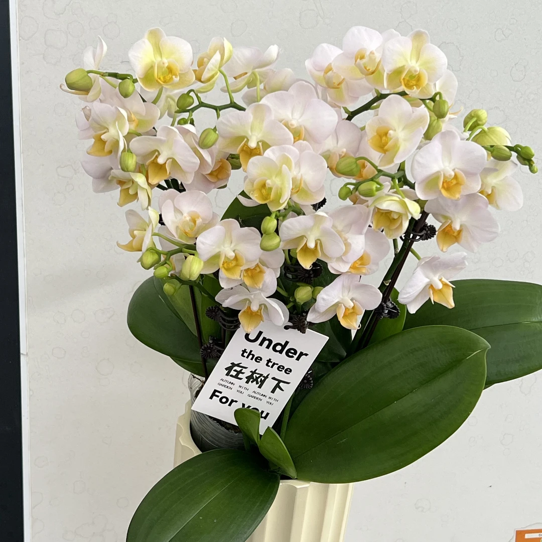 勃艮第  白花黄心 爆花量 桌面花好养耐养耐高温  基地直发