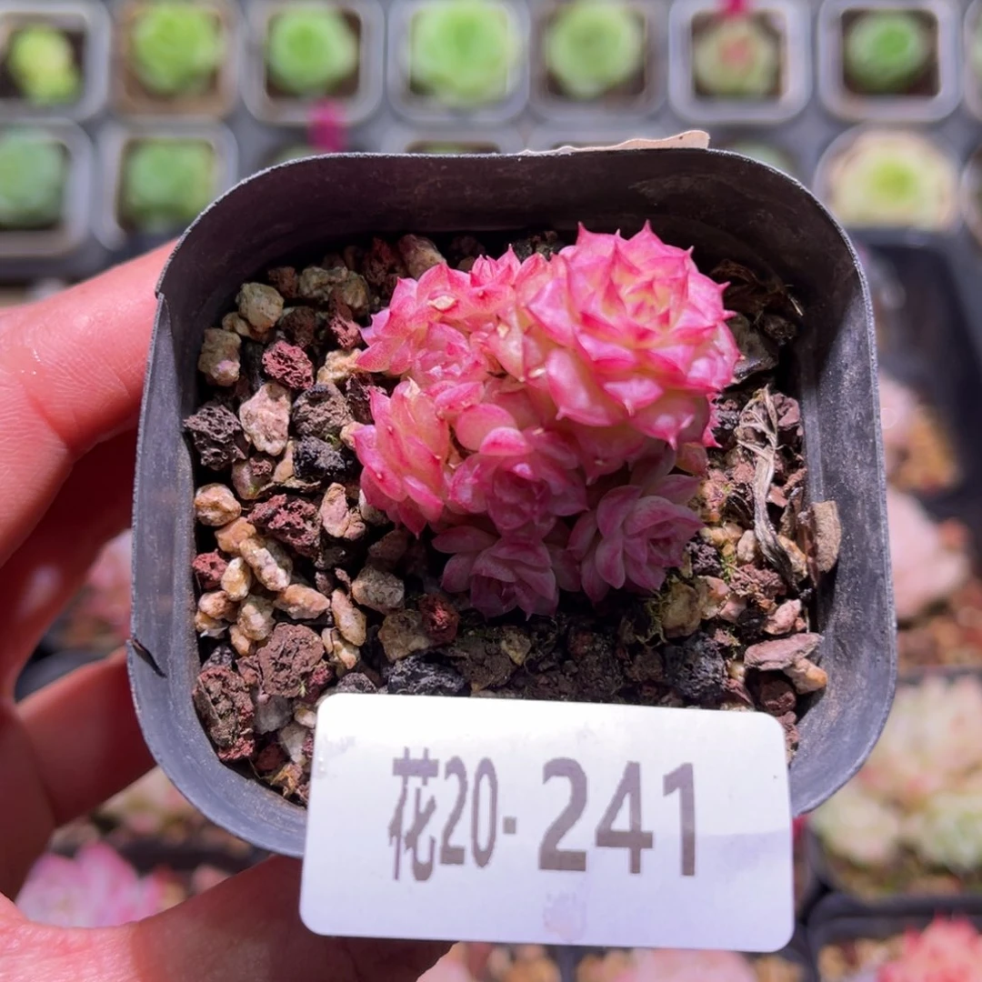 花利美20-241女王