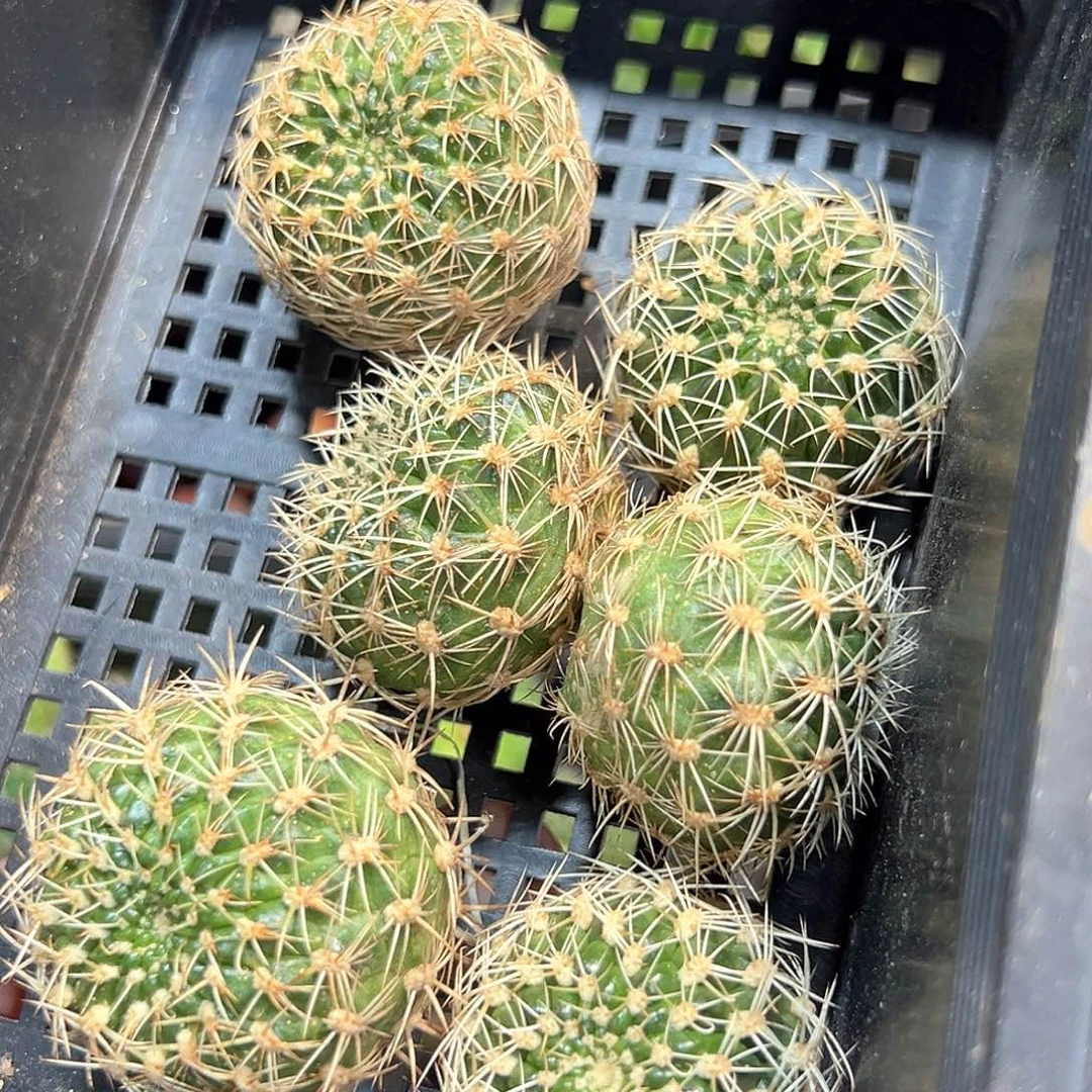 强刺沟宝山仙人球略小侧芽一颗