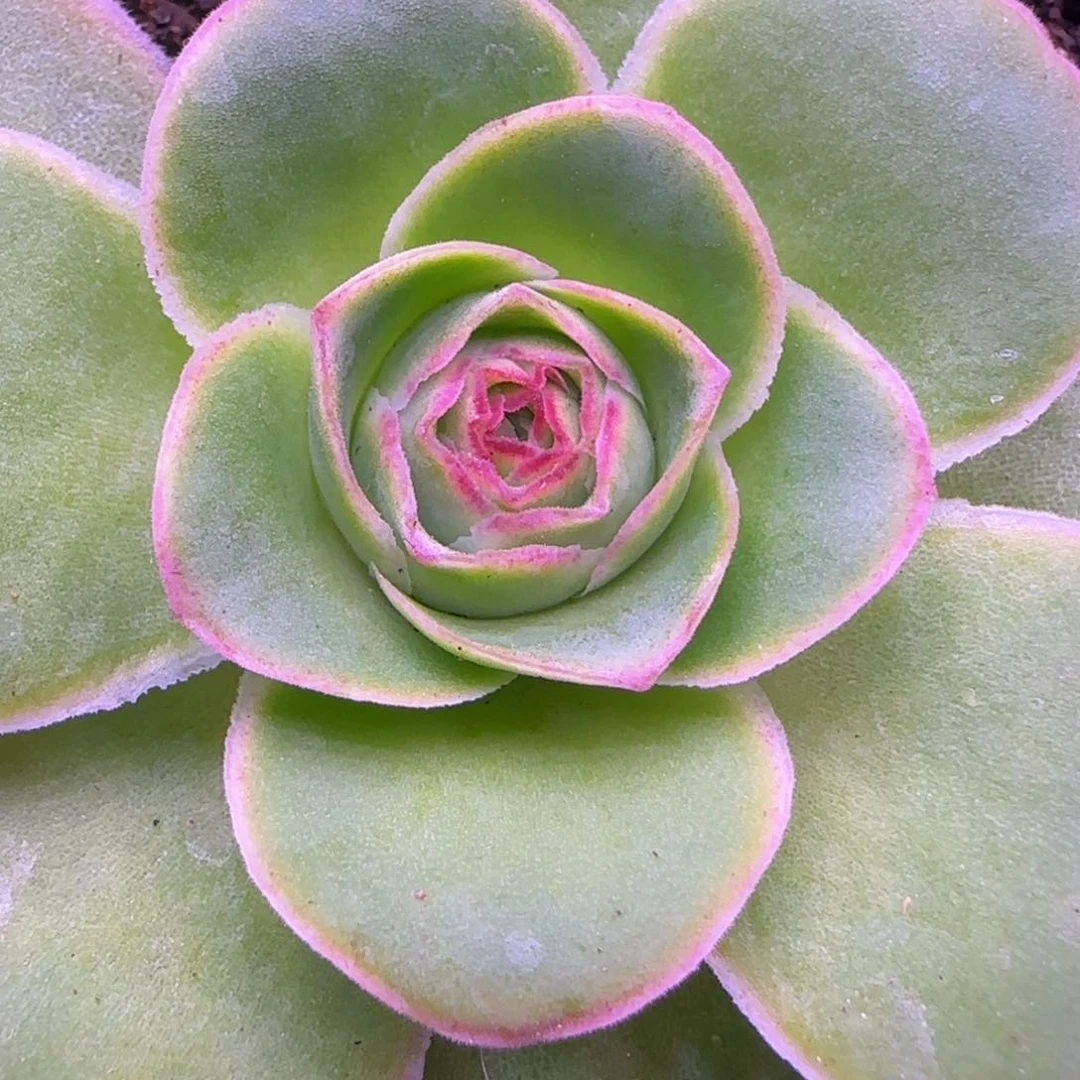 5厘米单头溏心玫瑰112424242727273