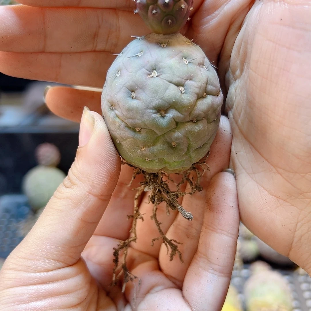 自根雪人习自野底球3.2公分