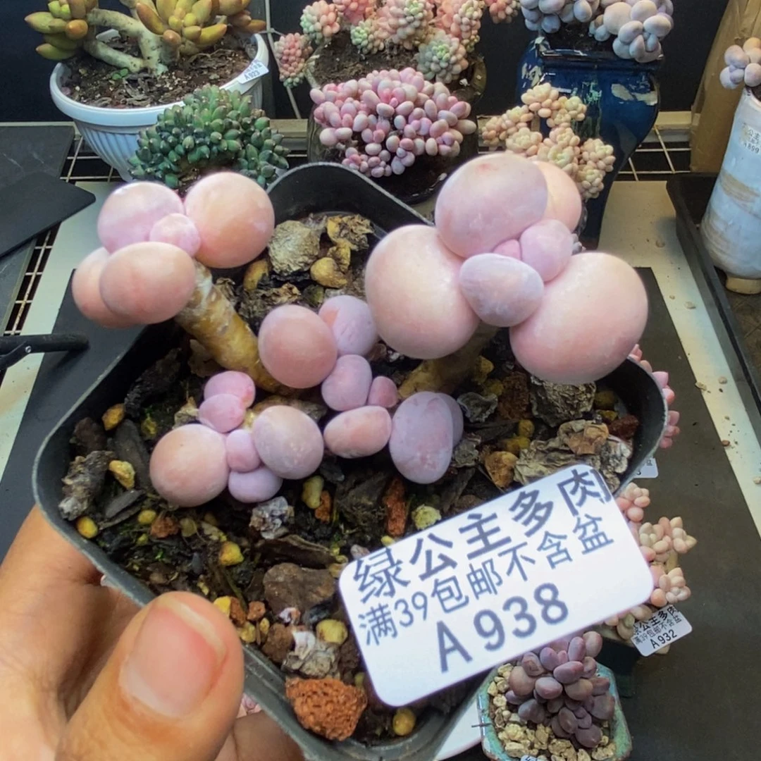 938橙奶多肉肉6c m