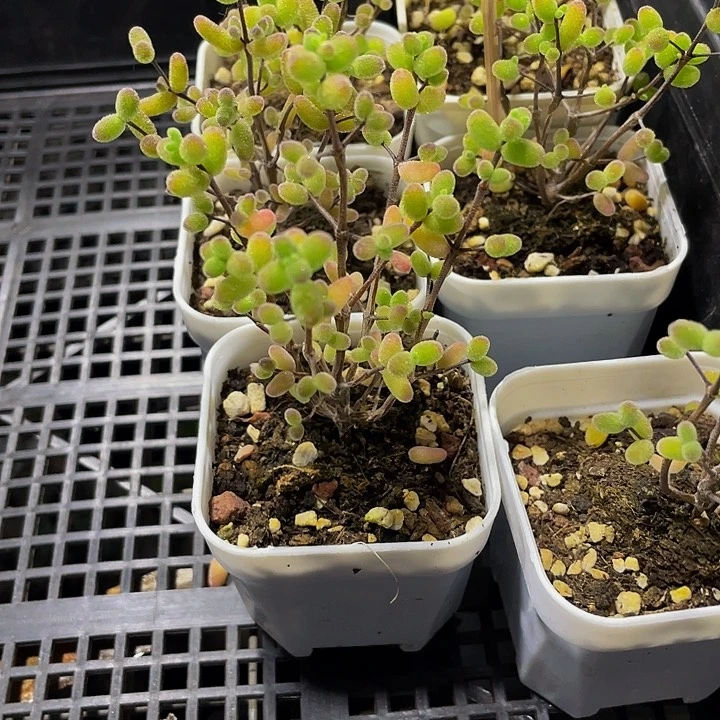 5.5方糖球带盆土发