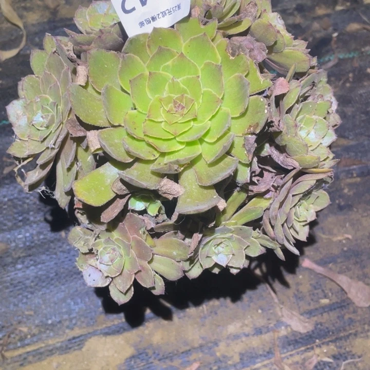 半夏多肉植物多肉143
