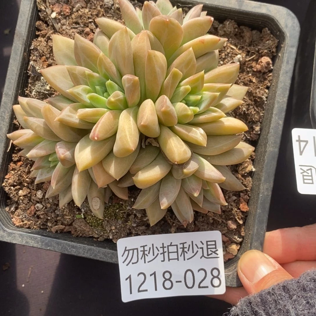 两单包邮1218-28美人