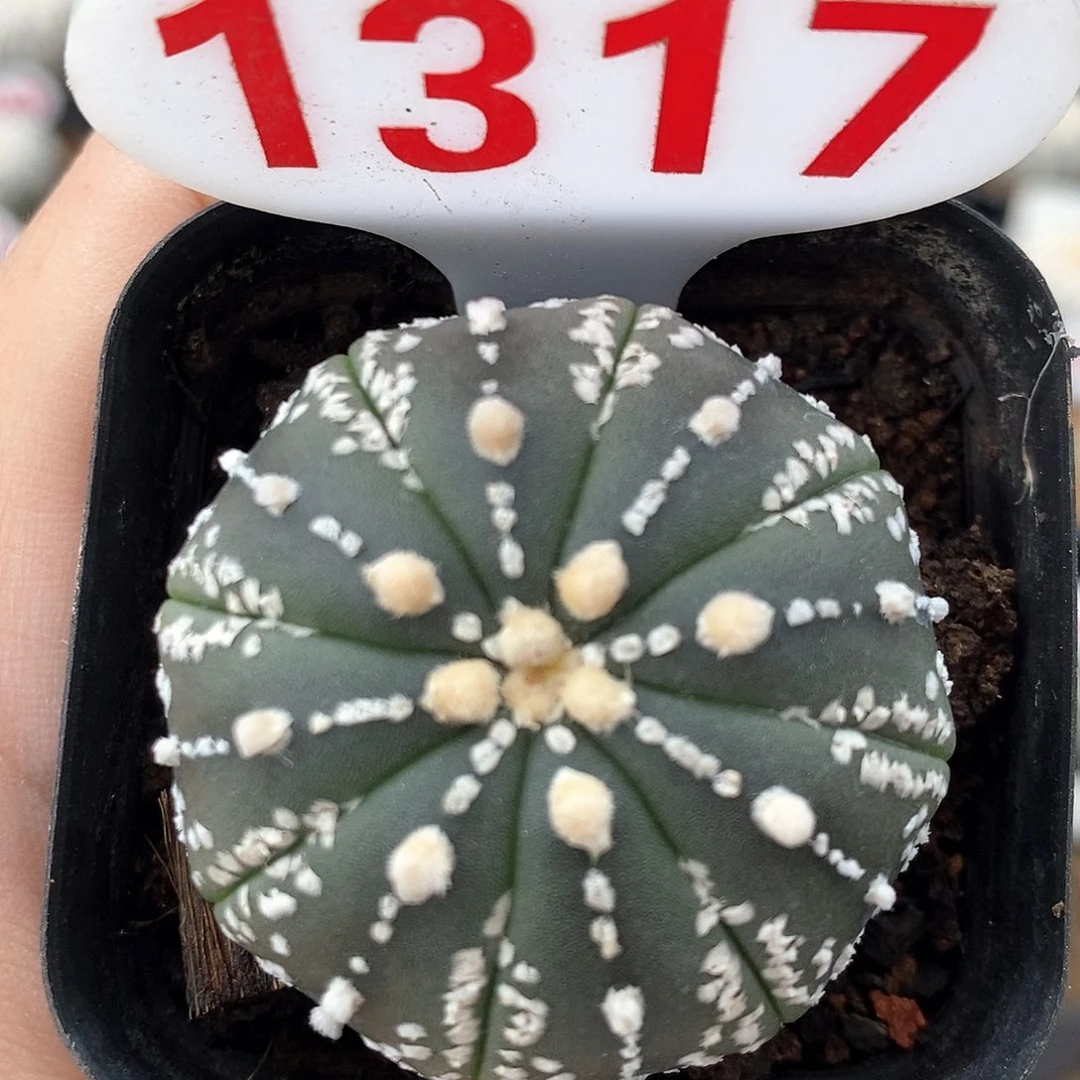 1317兜系列福利来