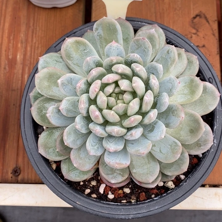 多肉直播福利-百搭翡翠88