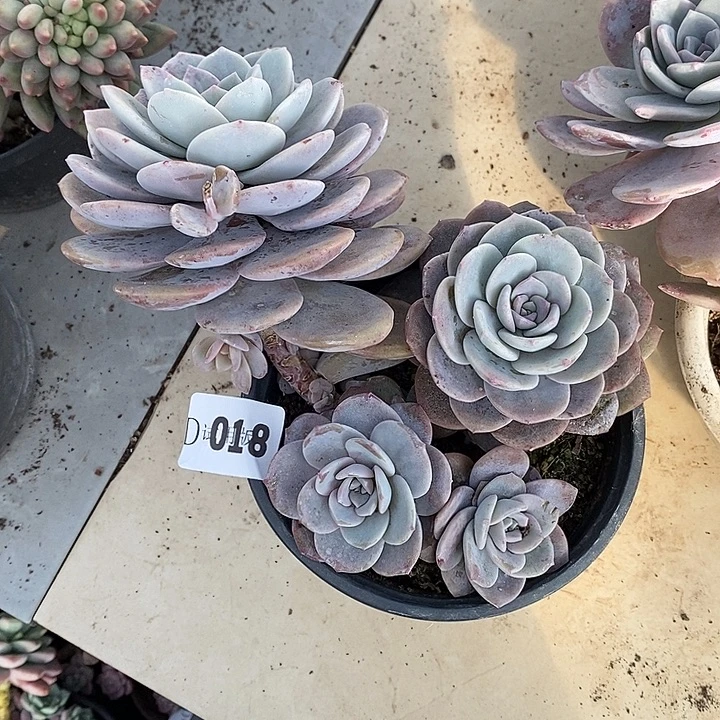 C***e018红茶多肉植物多肉