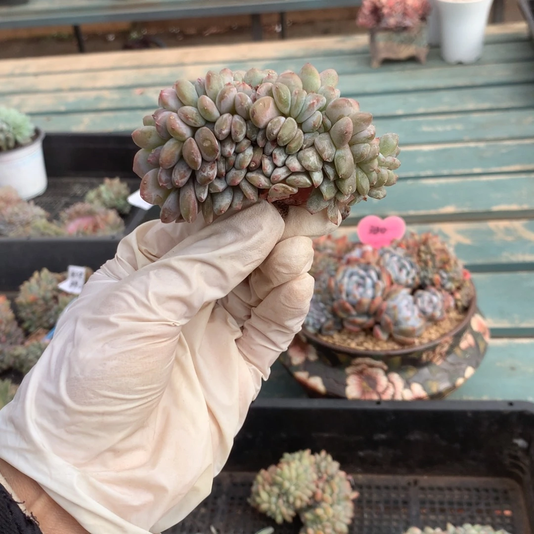 无花朵哈哈哈哈哈哈哈哈哈40