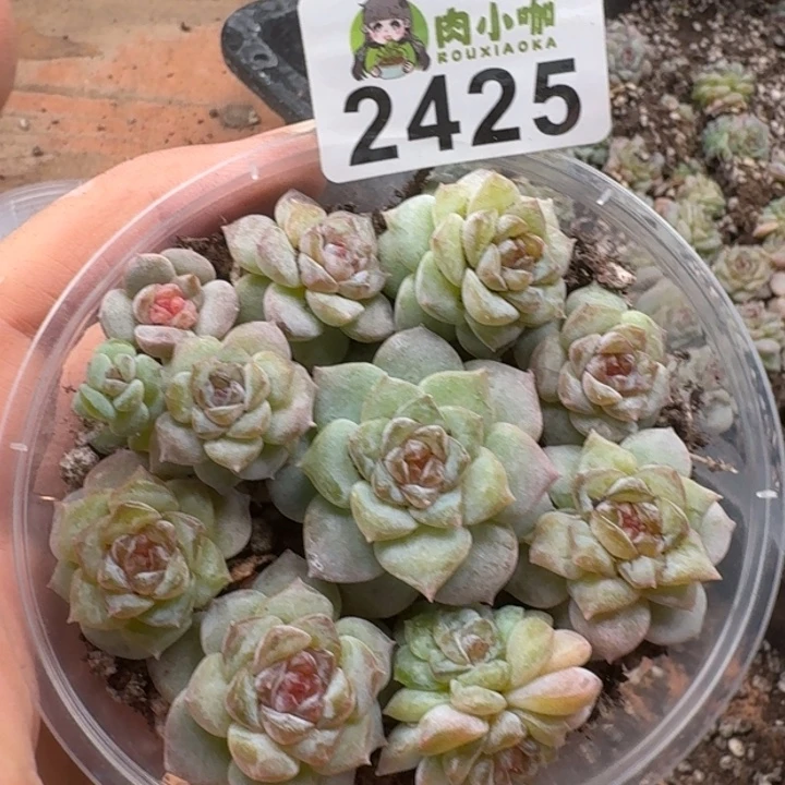 多肉植物多肉植物